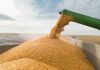 En febrero y gracias a las exportaciones, el campo aportó más de 1500 millones de dólares a la economía argentina