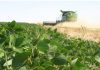 Proyectan un aumento del 34% en la cosecha de soja comparado con el año anterior