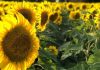 Con genética y siembras asociadas, el girasol gana terreno en el sudeste